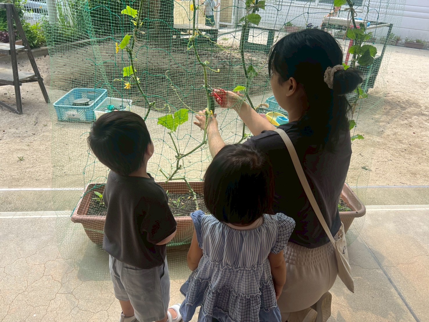 おいしいきゅうり　いただきまーす